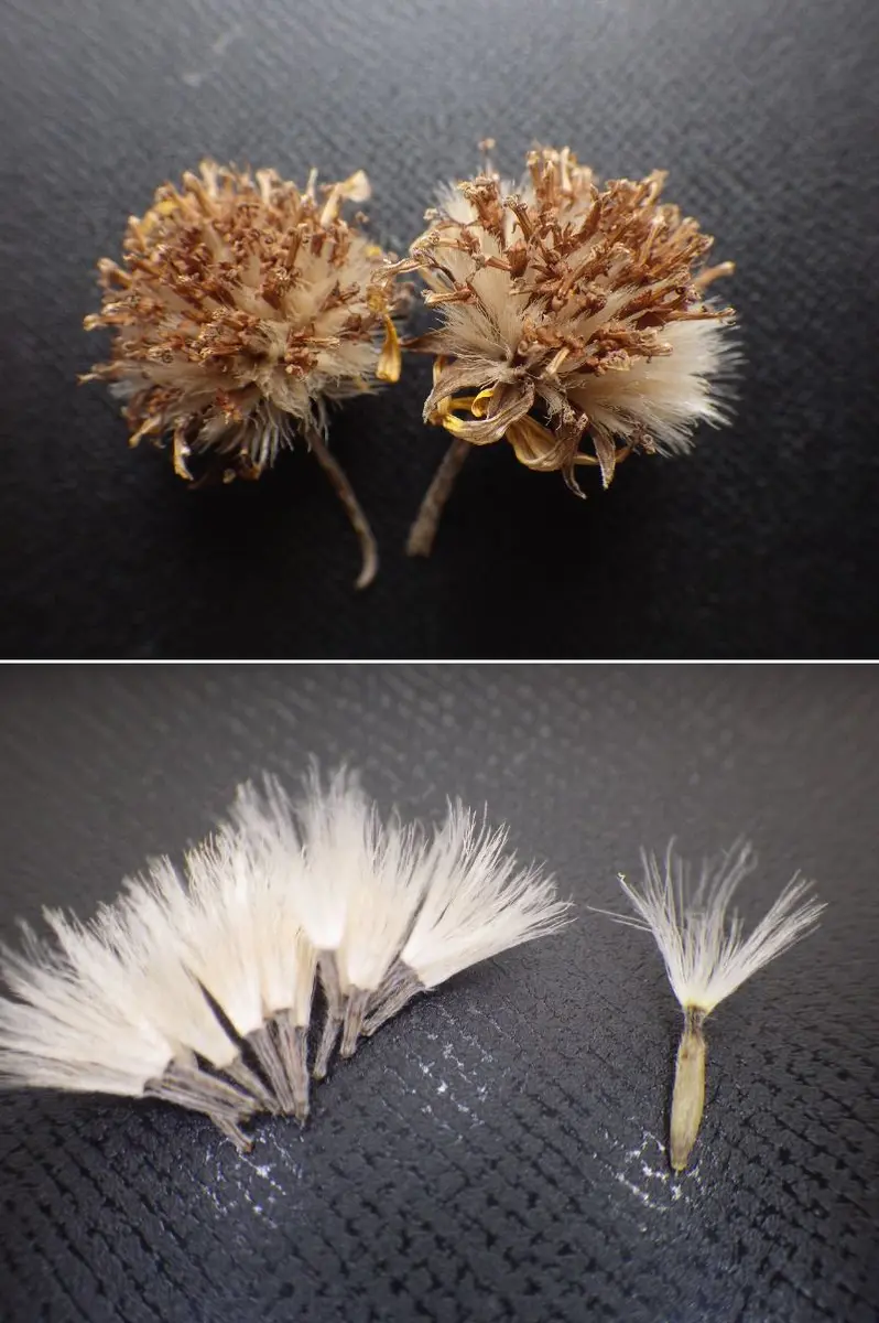 競売 ツワブキの種について教えてください。庭のホタルツワブキの 花