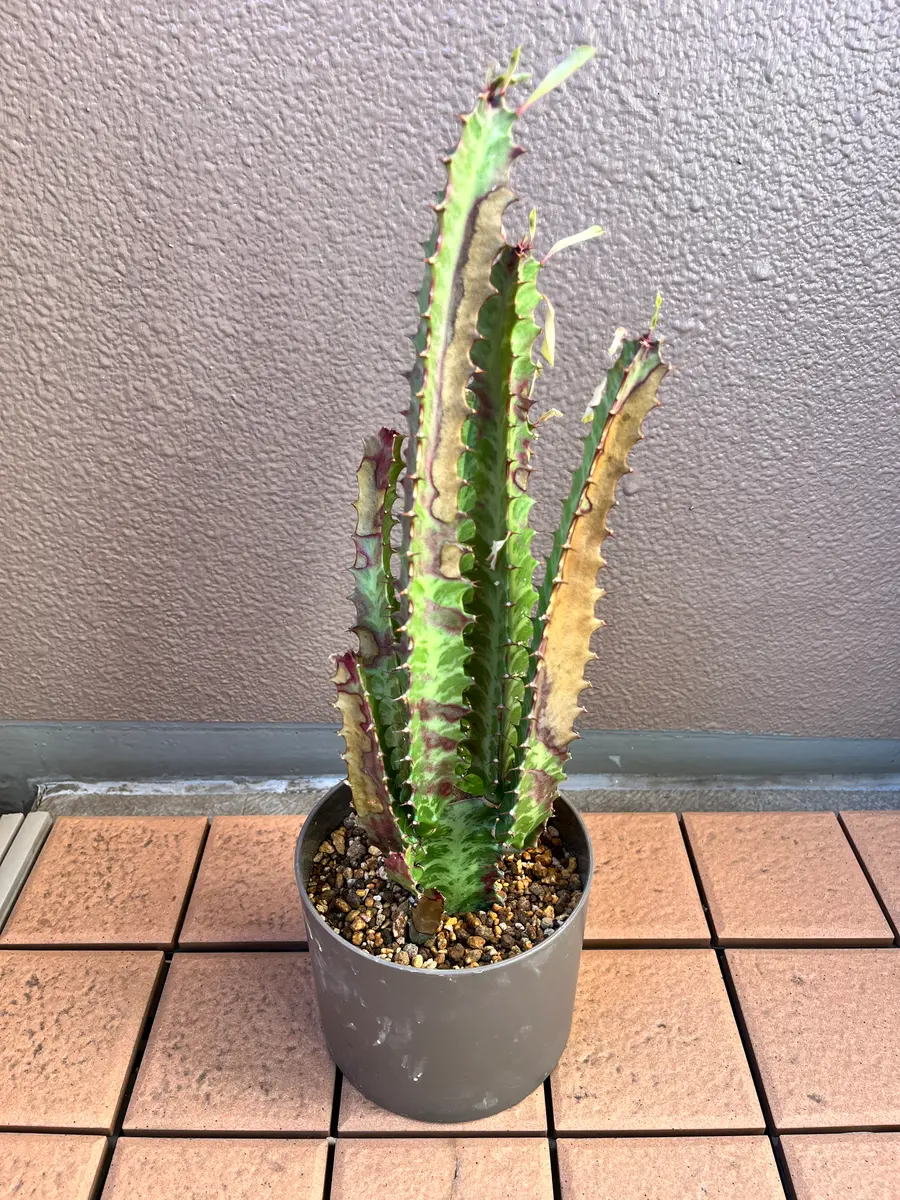 彩雲閣（サイウンカク）です。南向きベランダ(庇あり)に置いて