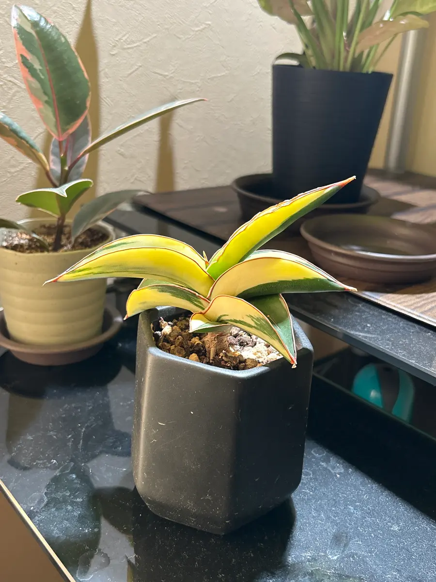 ま*か様 サンスベリア Sansevieria banana & rorida ま*か様 サンスベリア Sansevieria banana & rorida この子の