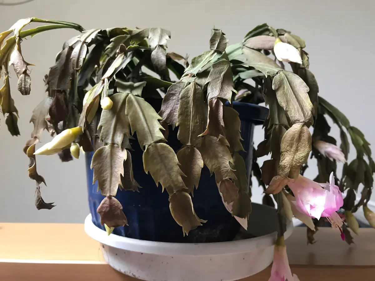 霜に当ててしまい瀕死の状態のシャコバサボテンです。数日前｜園芸