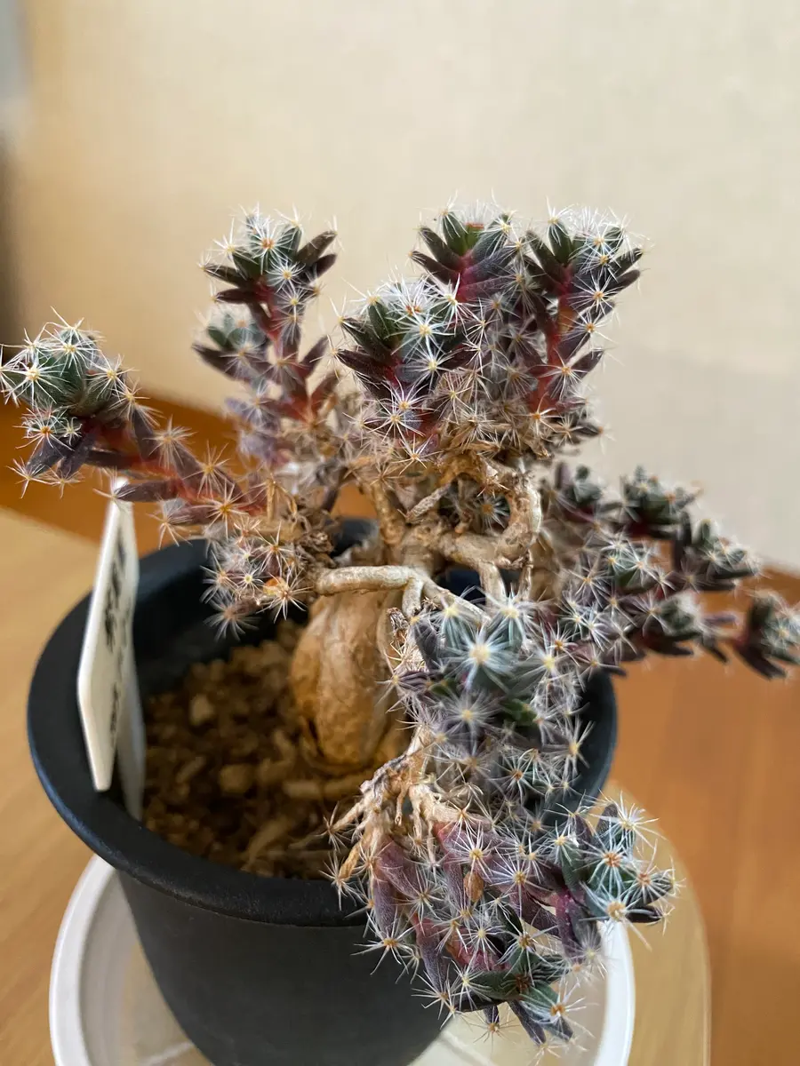 紫晃星(トリコディアデマ)について。最近どうも元気がないよう