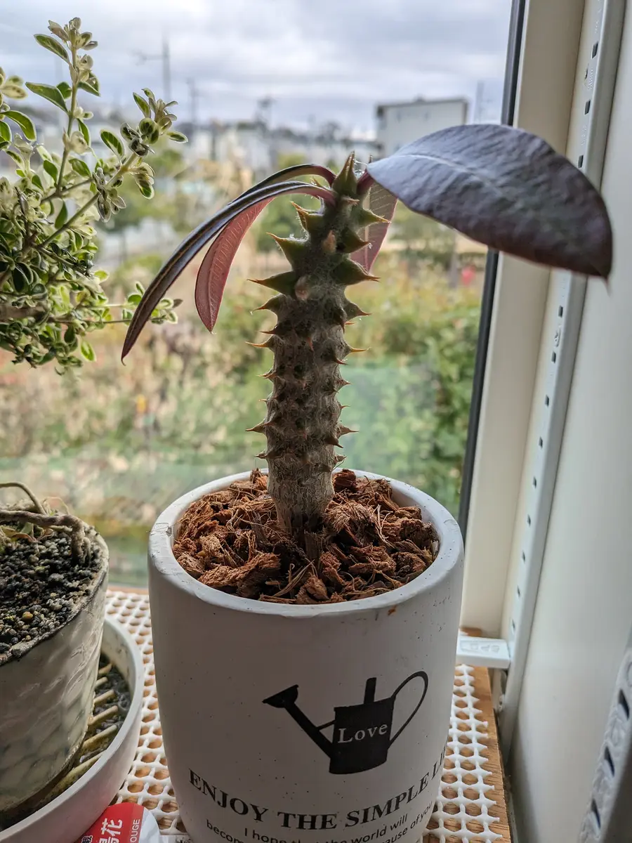 塊根植物の育て方について。パキポディウムのバロニーをホー｜園芸