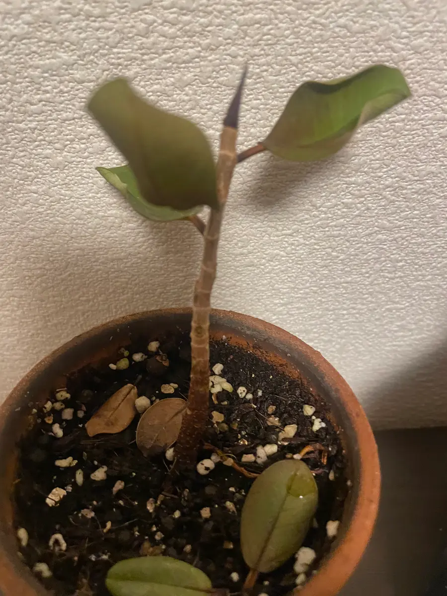 去年の4月終わり頃、刺し木のガジュマルを購入しました。その｜園芸