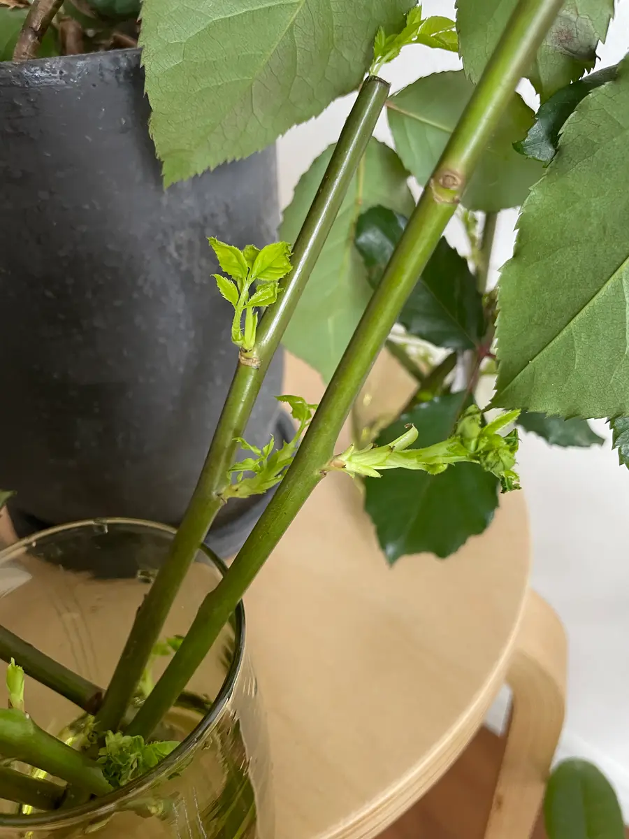 初めまして、薔薇の花束をもらい、挿し木にしたいと思って、1ヶ