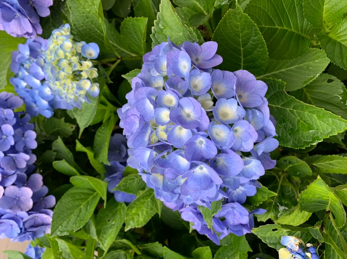12年前くらいに近くのスーパーの花屋さんで、鉢植えの紫陽花を