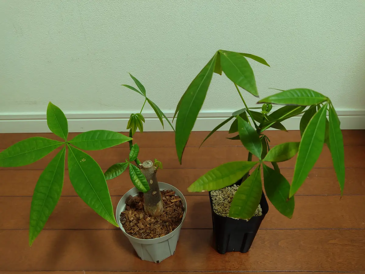 パキラ 中型 緑色葉 黒鉢 観葉植物
