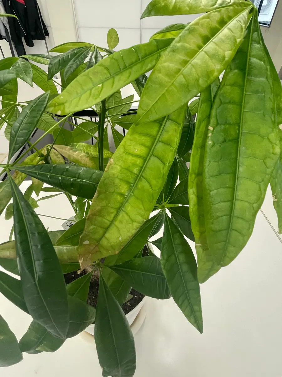 はじめまして。昨年夏からパキラを育てておりますが、最近寒さ
