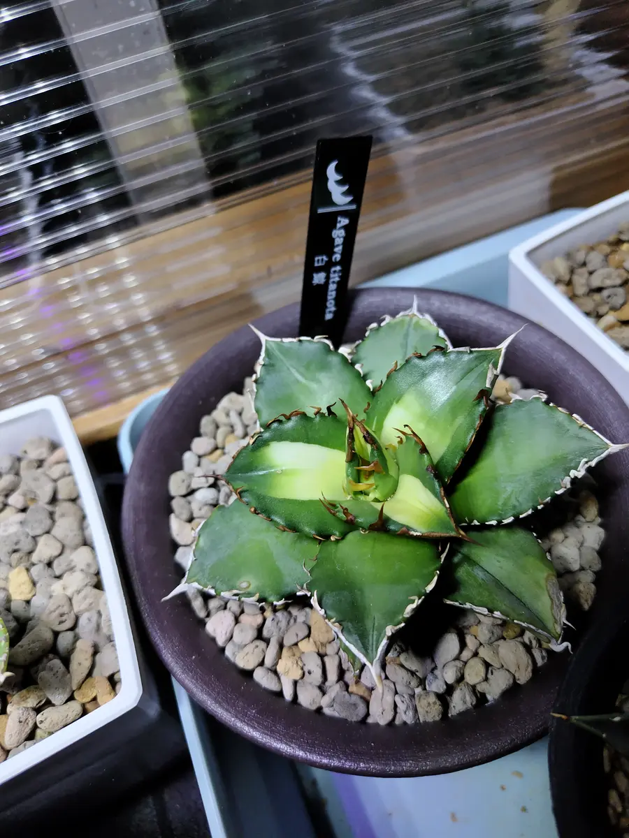 速達！　アガベ　実生　30種セット　多肉　観葉植物　サボテン　ドライガーデン 速達！ アガベ 実生 30種セット 多肉 観葉植物 サボテン ドライ
