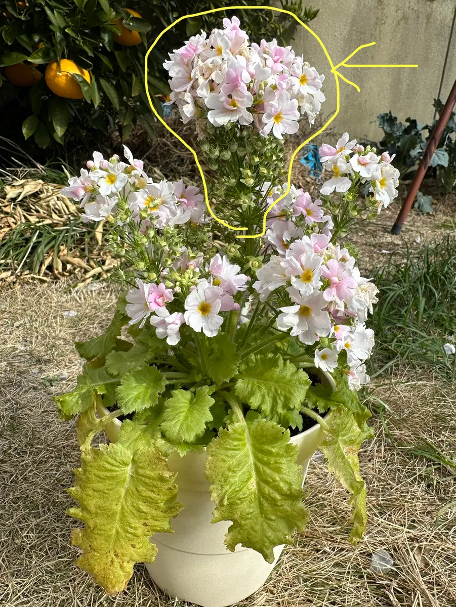 商品名「桜草（富士桜）」の育て方について。園芸初心者のため