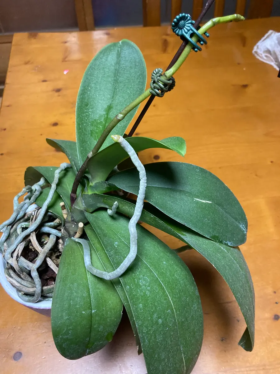 胡蝶蘭の花芽に支柱をたてましたが、これで良いのかどうかわか