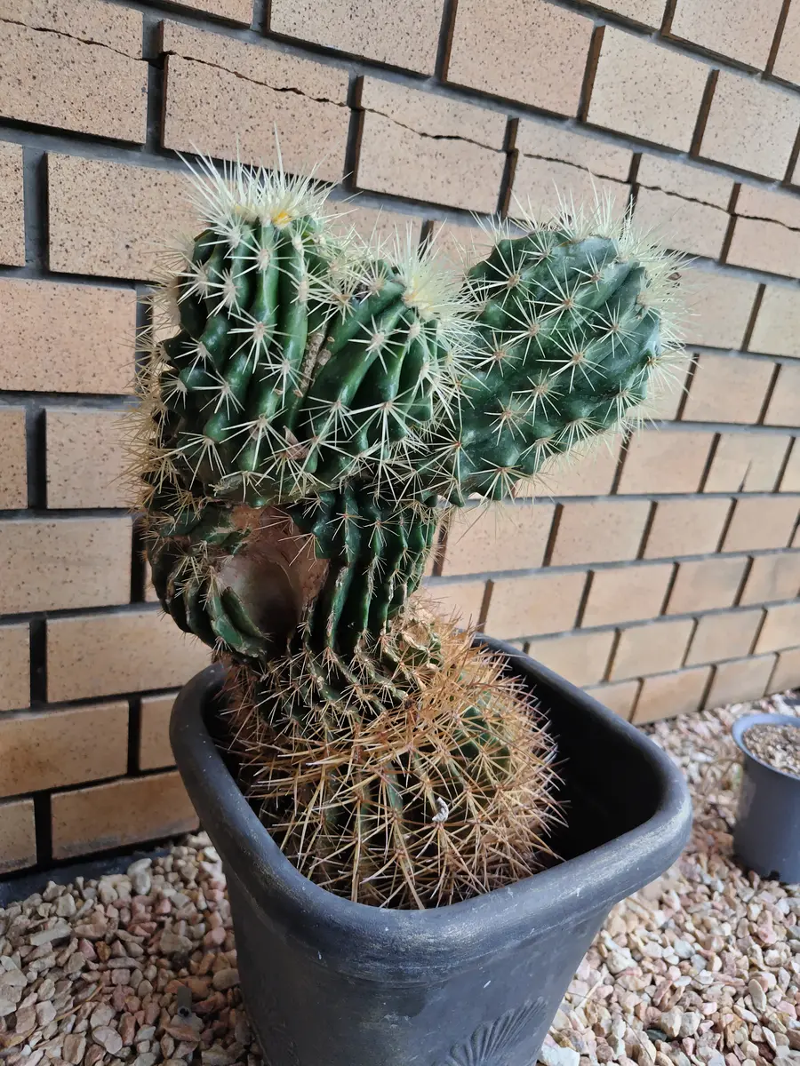 多肉植物｜金鯱錦 多肉植物｜金鯱錦 観葉植物