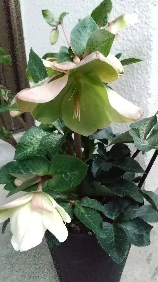 今月の中頃に購入した鉢植えのクリスマスローズですが、品種が