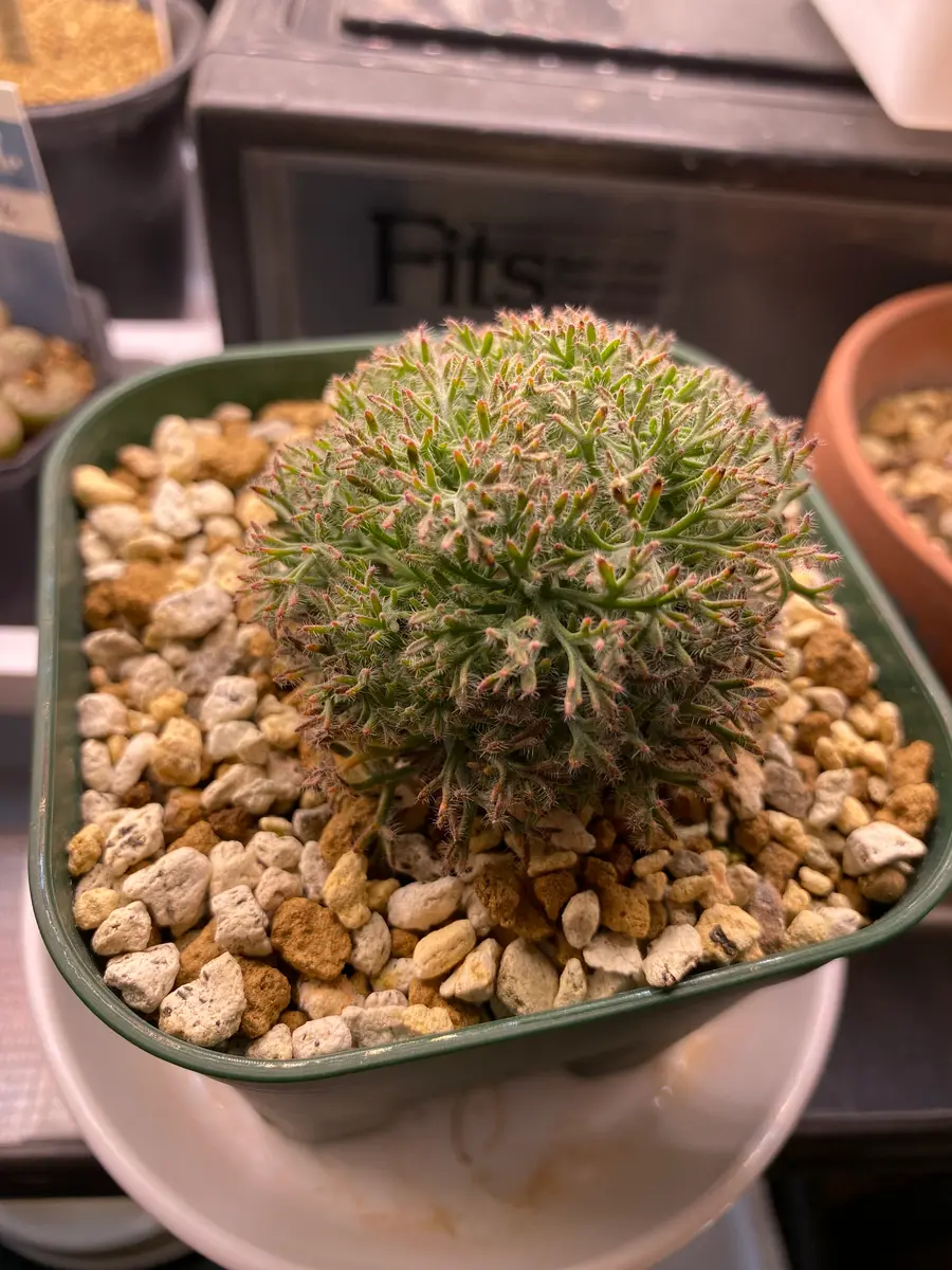 モンソニア・ムルチフィダ(ムルチフィズム)について。発芽から モンソニア・ムルチフィダ(ムルチフィズム)について。発芽から