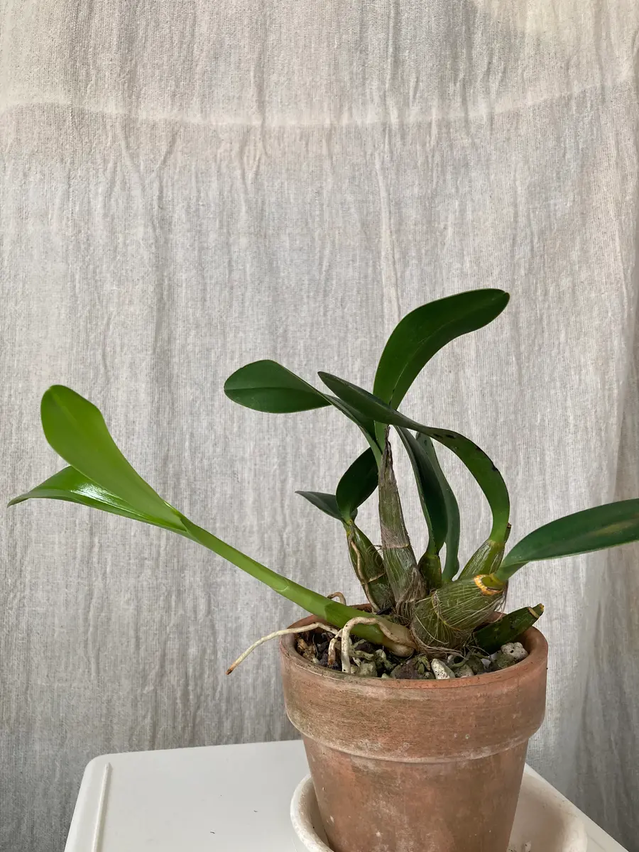 大明セッコクスペシオサム.デンドロビュームです。冬に新しく｜園芸