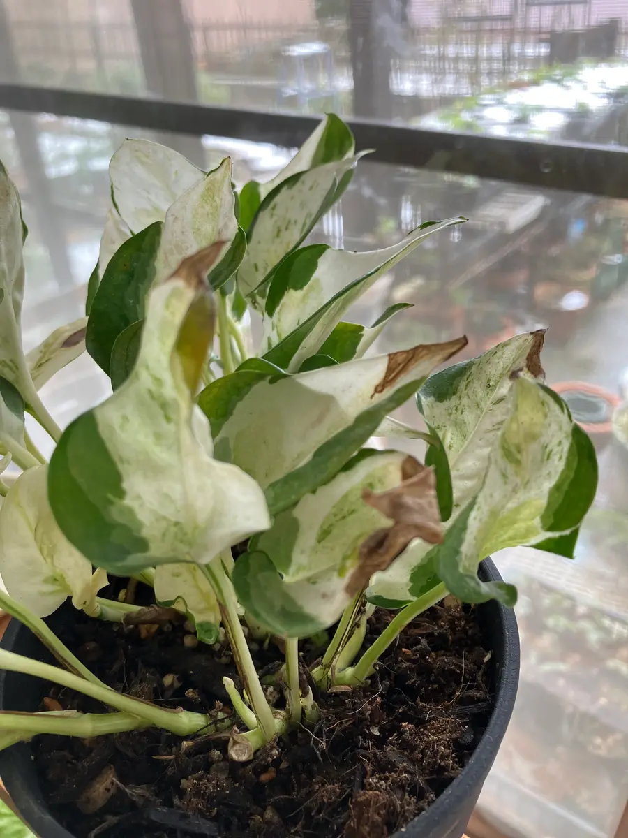 モンステラ・ポトス 緑と白の斑入り