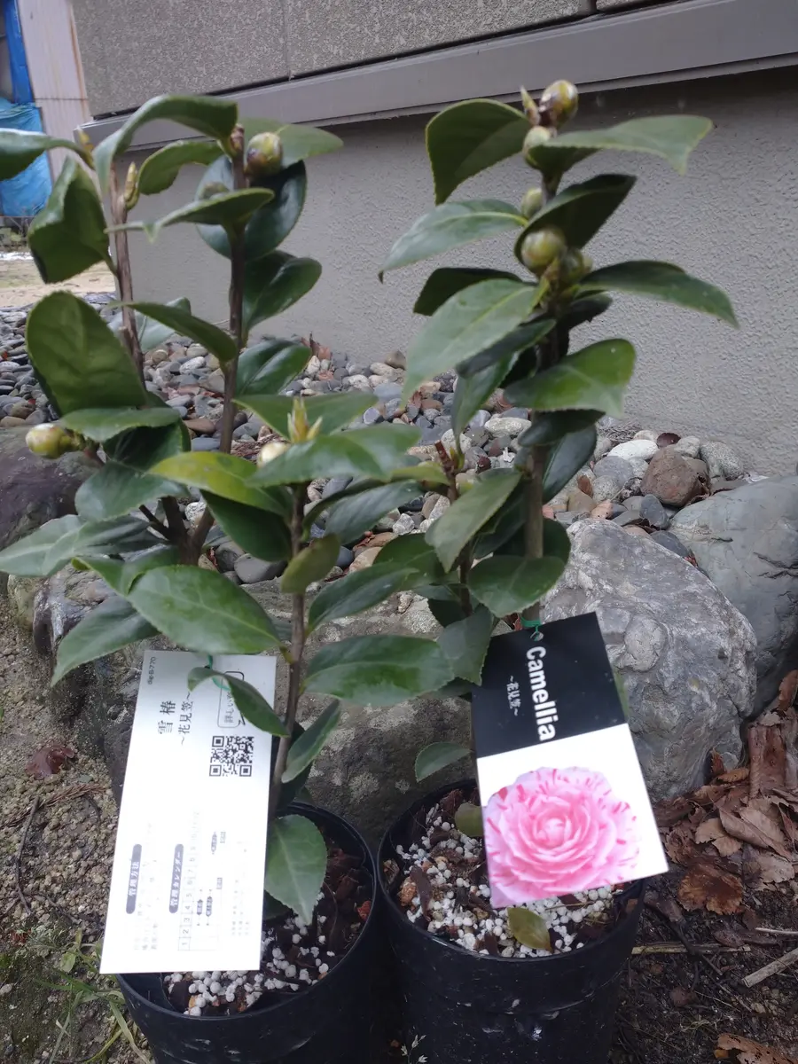 小百合　椿　調整中 椿モデル インパクトソケット オートスライドW 19×24 商品詳細｜鳶服