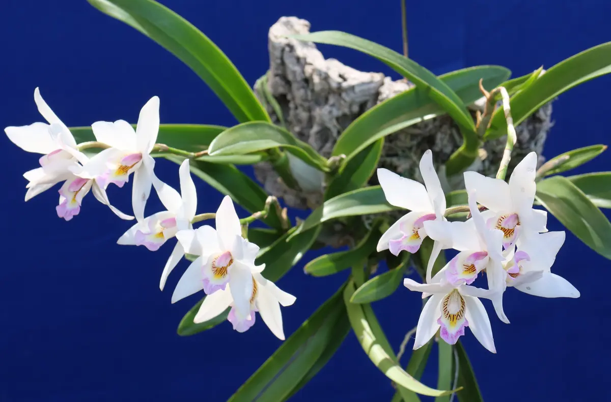 元気なカトレアでPrincess Kikoです。コルクに着生して3年に｜園芸