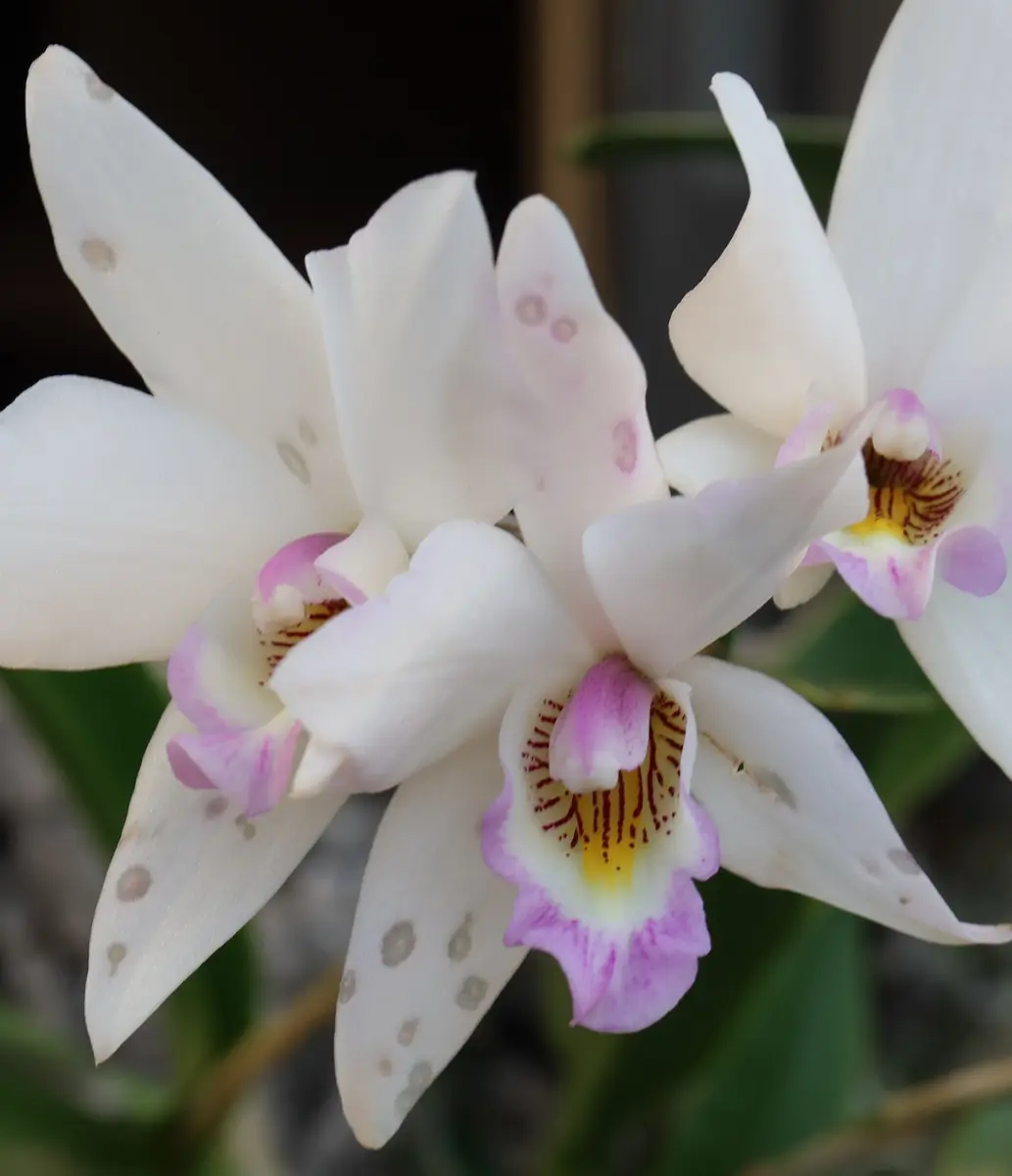 元気なカトレアでPrincess Kikoです。コルクに着生して3年に｜園芸