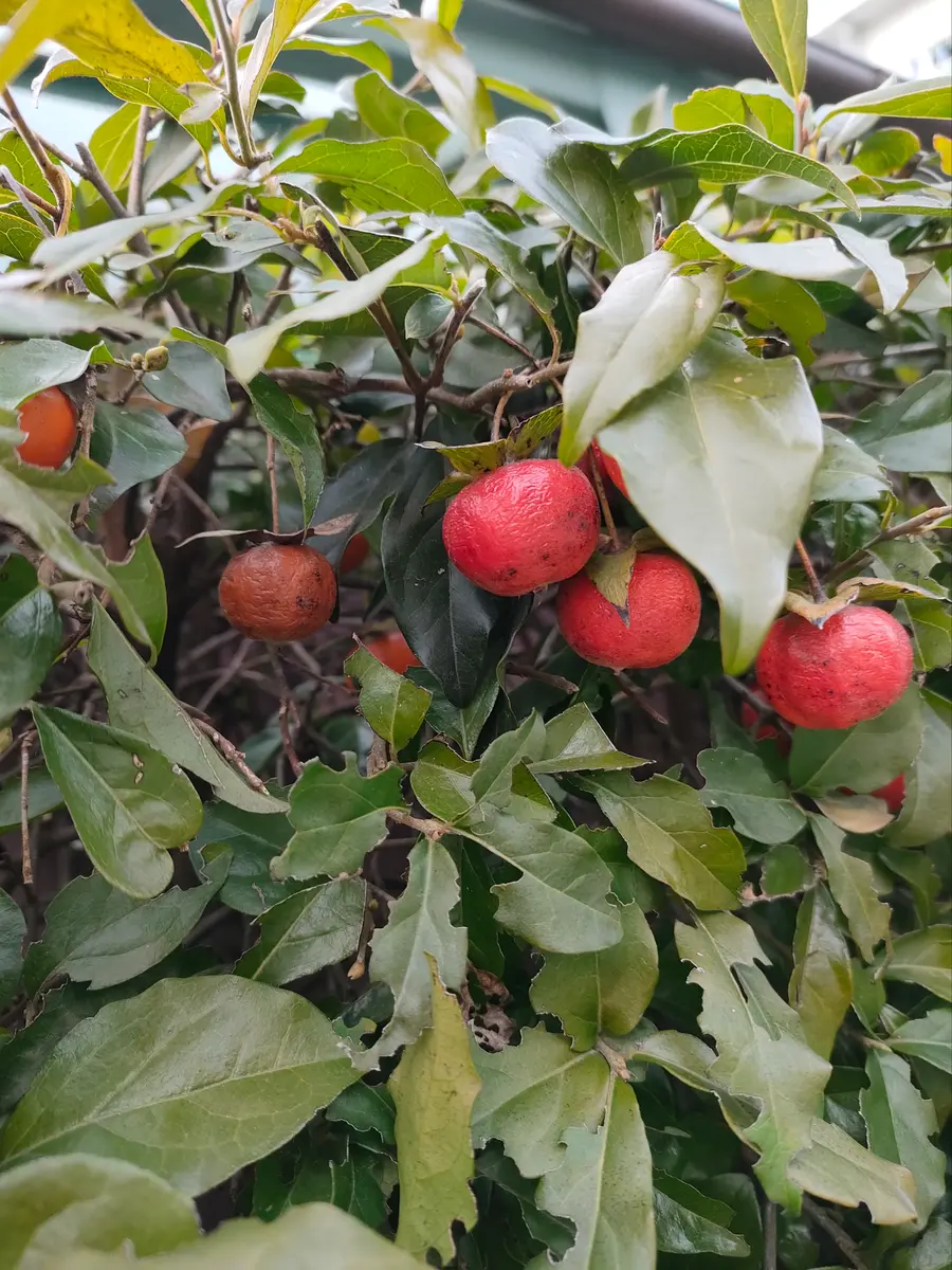 東京都中野区の生け垣に有りました。小さな柿のような実が着い