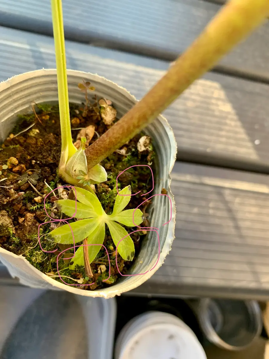 クリスマスローズ（その他の方のご購入はご遠慮くださいませ） ☘35: How to grow Christmas roses | Which is better, potted