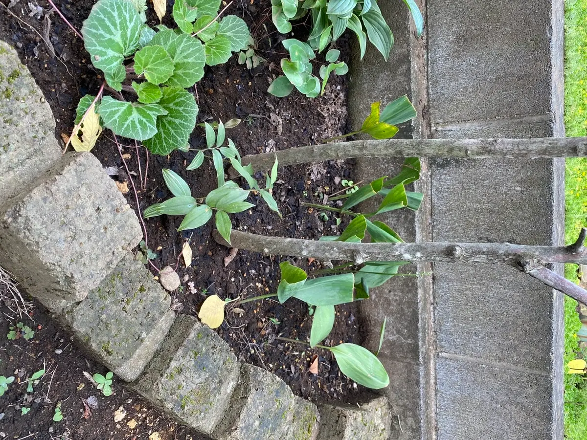 専用　すずらん　抜き苗他 2025年10月】すずらんのおすすめ人気ランキング - Yahoo