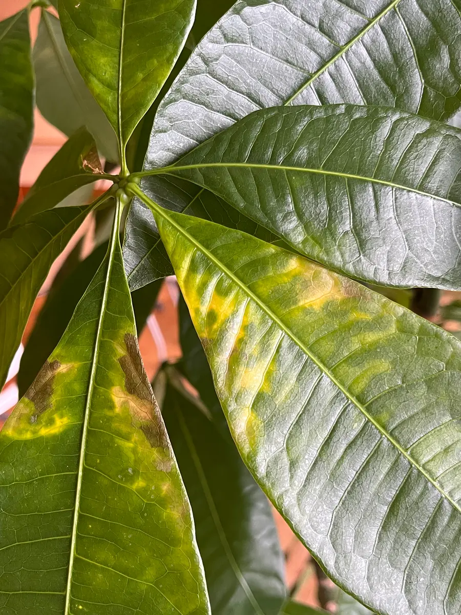パキラ 葉 が 黄色