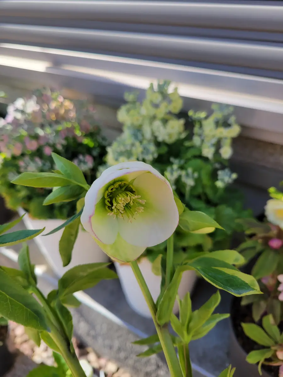 クリスマスローズ 　苗 ガーデニング　植物　花　セミダブル　シングル クリスマスローズ 苗 ガーデニング 植物 花 セミダブル シングル