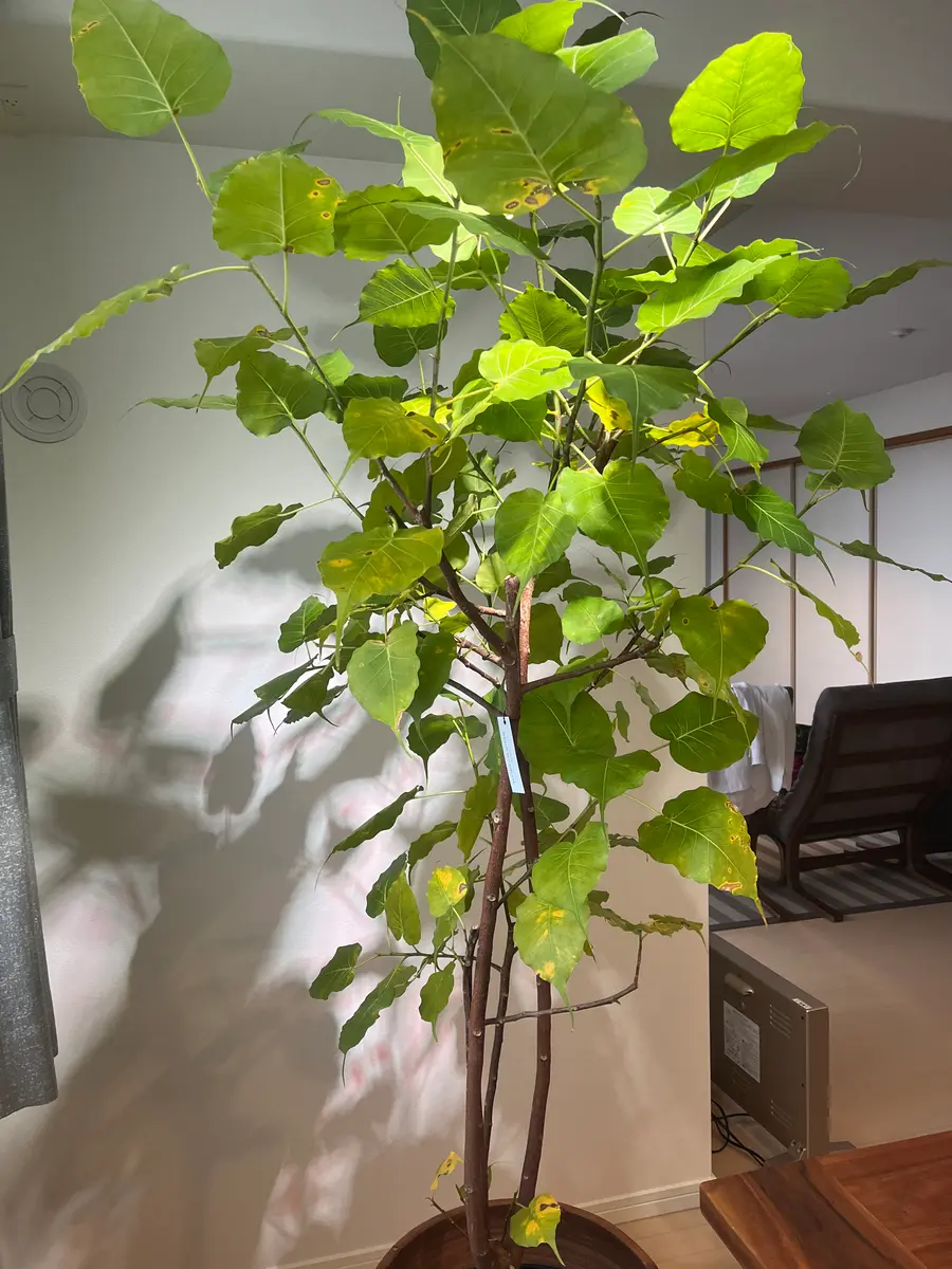 インドボダイジュ　10号　観葉植物 インドボダイジュ 10号 観葉植物