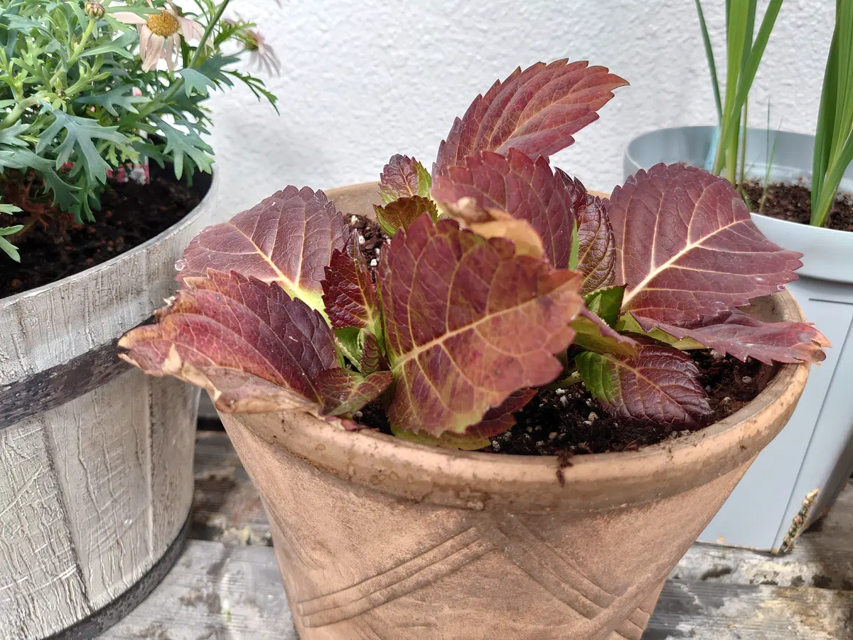 昨年の11月末に西洋アジサイの苗を購入、鉢に植え替えました