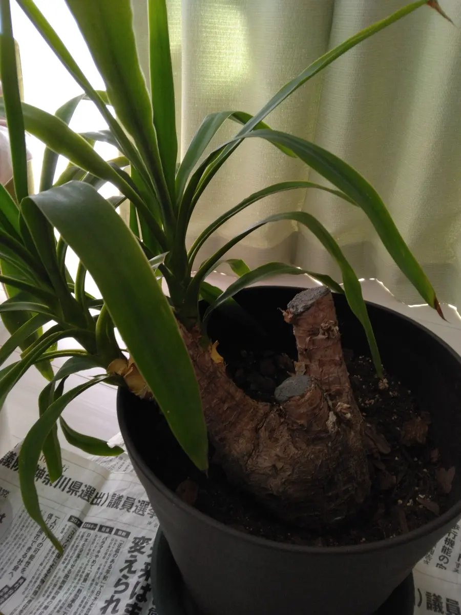 初めて問い合わせさせて頂きます。ユッカについて尋ねます。｜園芸