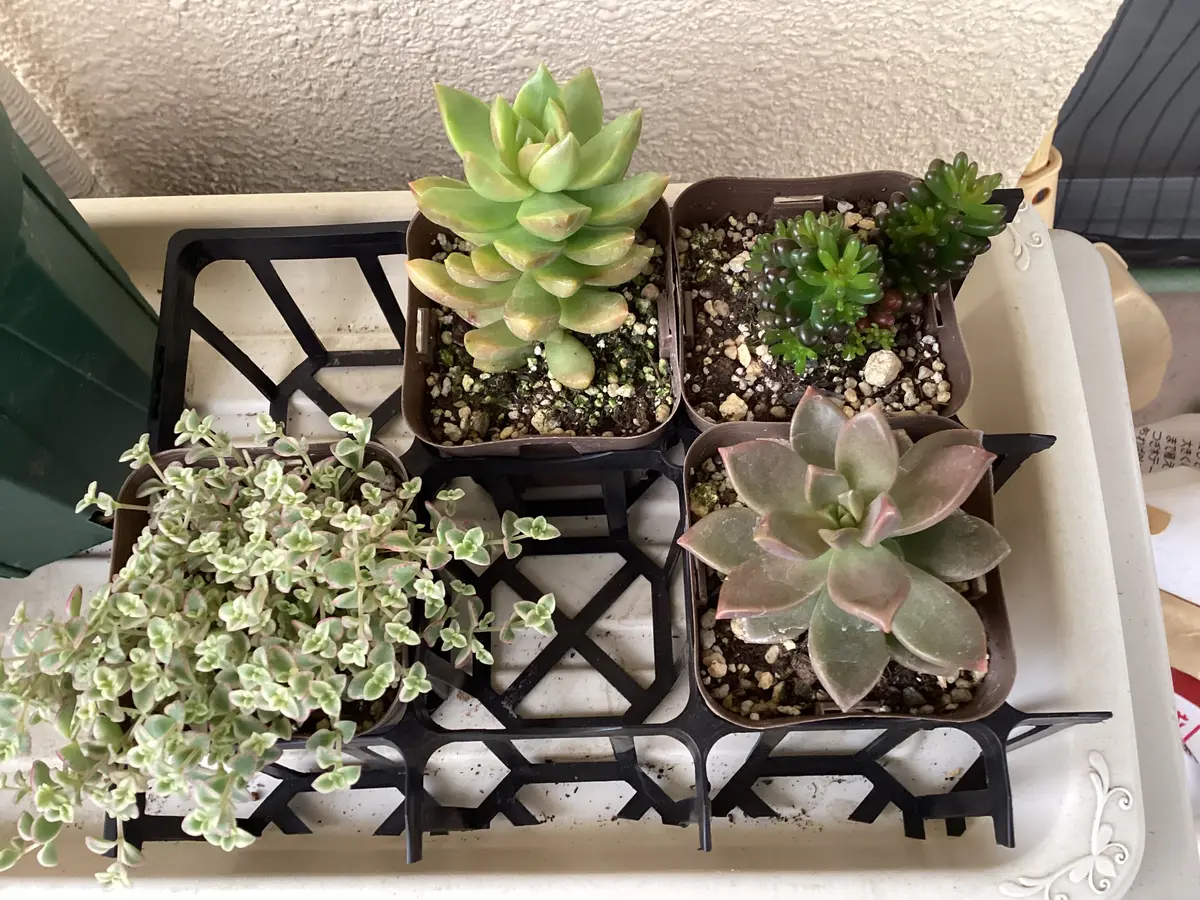 多肉植物❤️専用ページです。お買い上げにならないようお願い致します