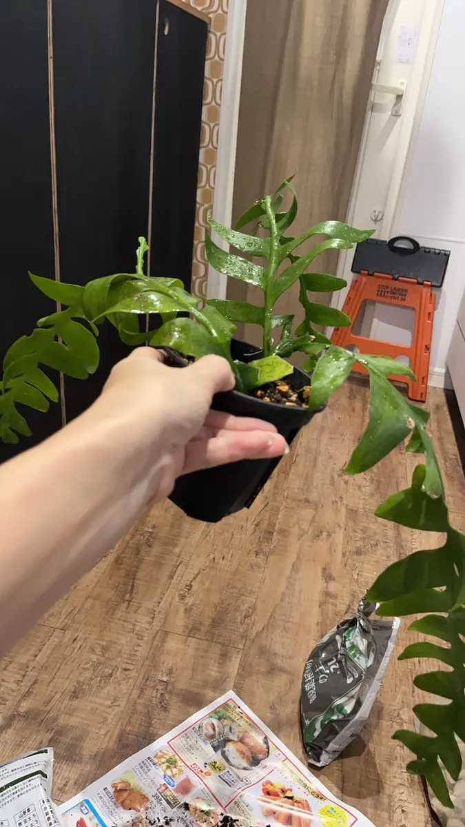 知り合いから頂き物です。サボテンの仲間としかわからないみた