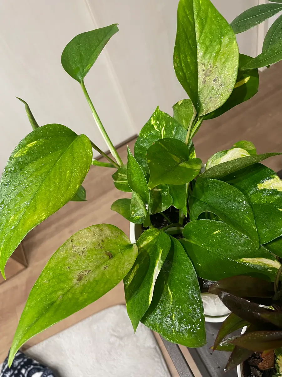 ポトスに茶色いシミができました。葉焼けでしょうか？普段は｜園芸