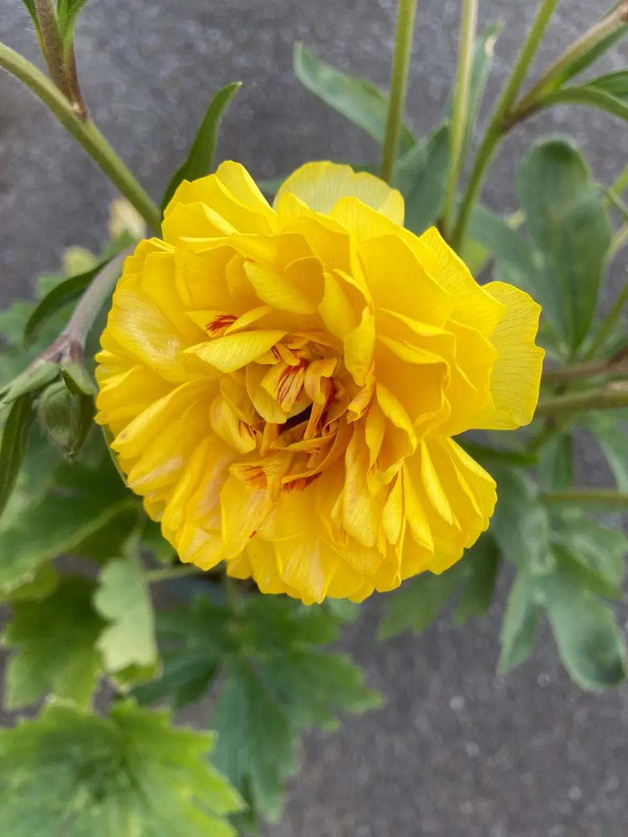 ラナンキュラス ラックス、タグ付き、18品種、廃盤品、もあります ラナンキュラス ラックス、タグ付き、18品種、廃盤品、も