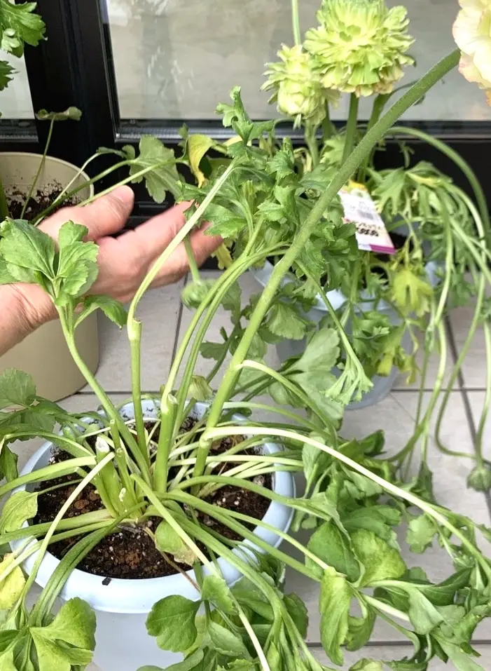 ラナンキュラス　ポンポン　球根 ラナンキュラス：ポンポン キャンディ6号鉢植え の通販 | 園芸ネット