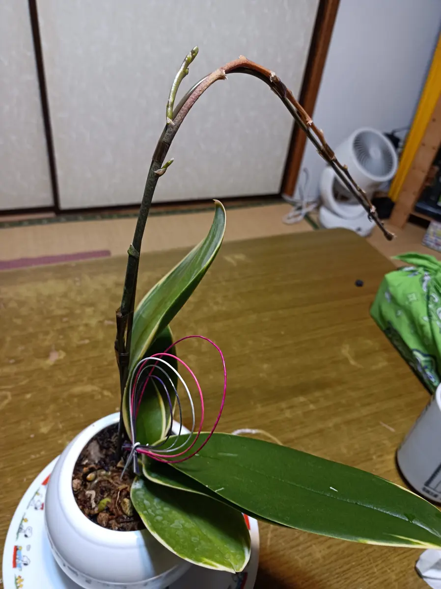 ミニ胡蝶蘭？を買いました。花が終わったら新芽が出てきました