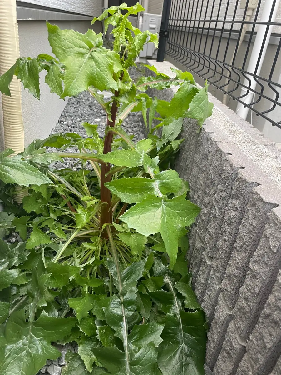 家の敷地内に生えているのですが、なんという植物か分かる方い 