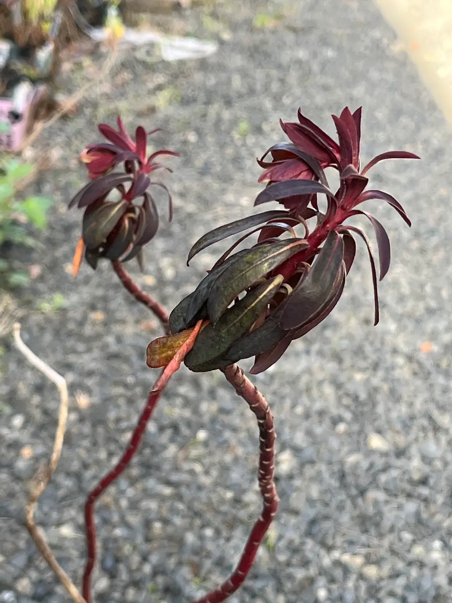 ユーフォルビア ブラックバードを鉢植えで育ててます。冬越し｜園芸