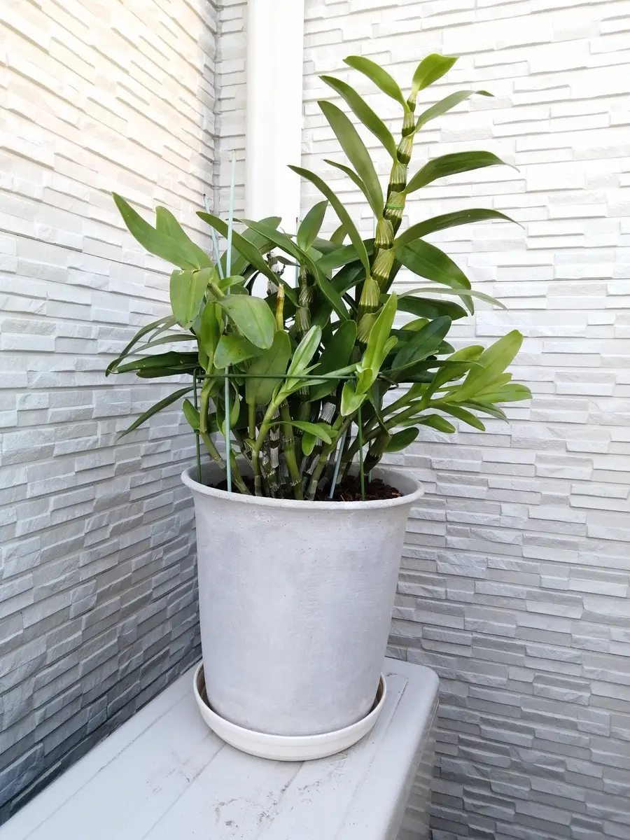デンドロビウムの茎が増えてきて窮屈そうです。根は目立ちませ