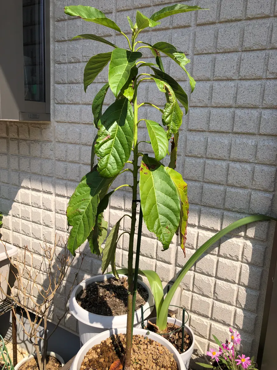 種から育てたアボカドの木　引き取り可能な方！ 種から育てたアボカドの木 引き取り可能な方！ アボカドを育てています。