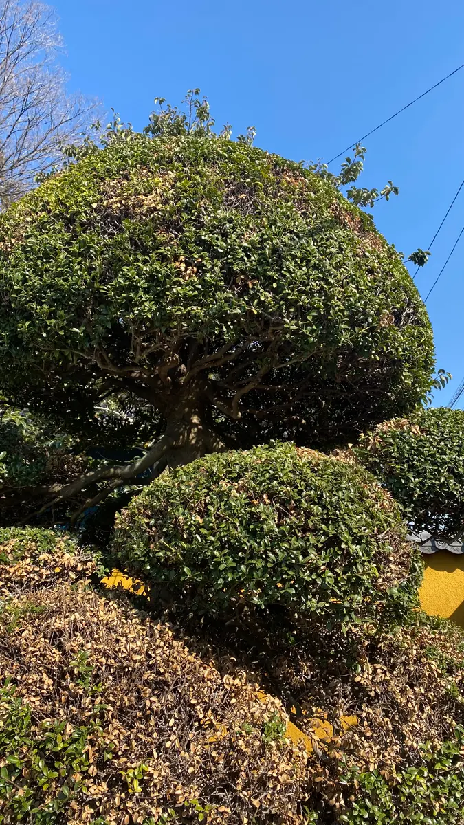 半年前に友人からいただいた柘植の木ですが、みるみる弱ってき