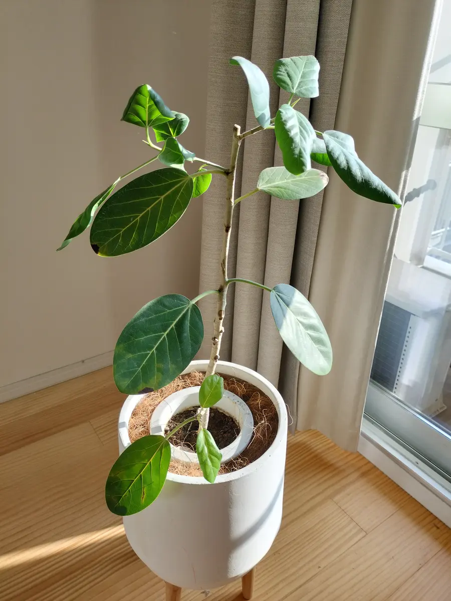 フィカス・ベンガレンシスを室内で育てています。ズボラな正確