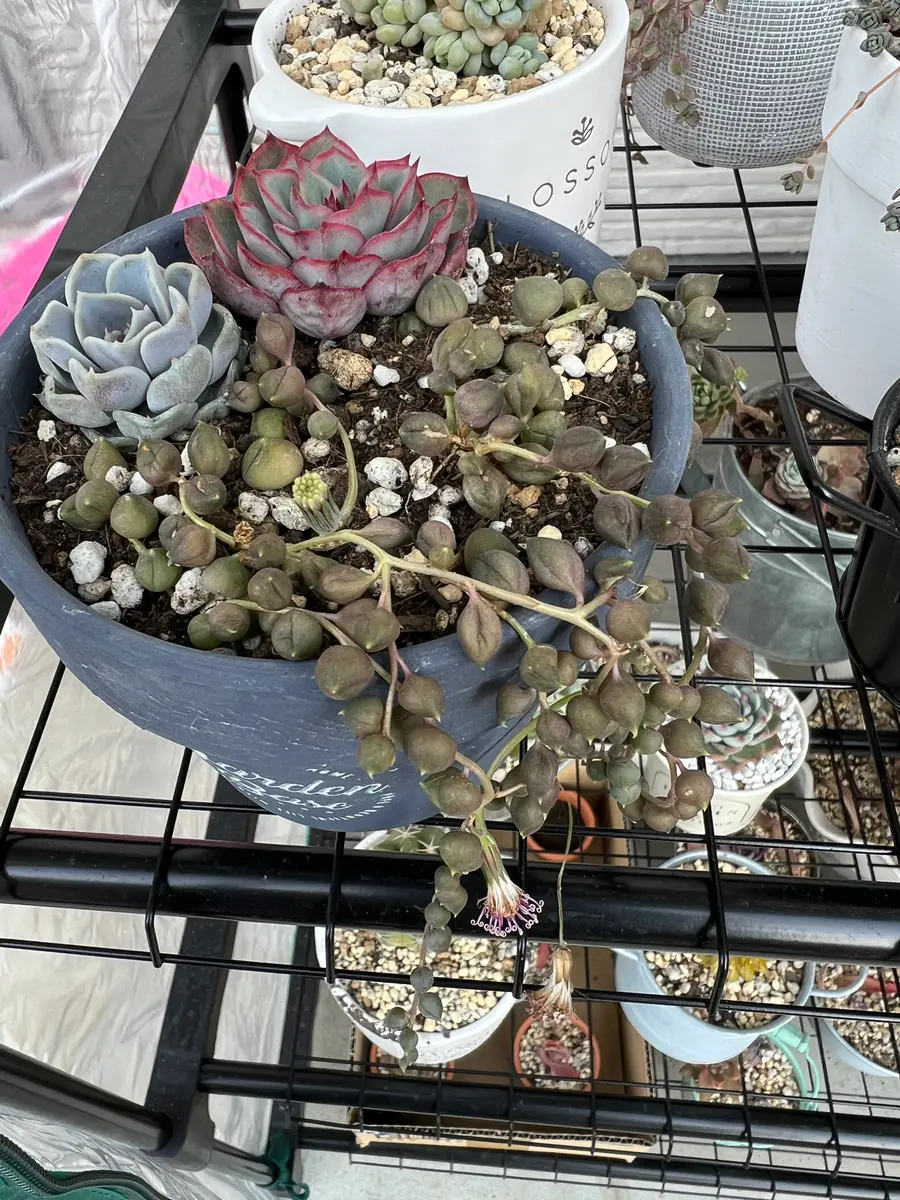 グリーンネックレスが黒くなってしまいました😣多肉植物を育て