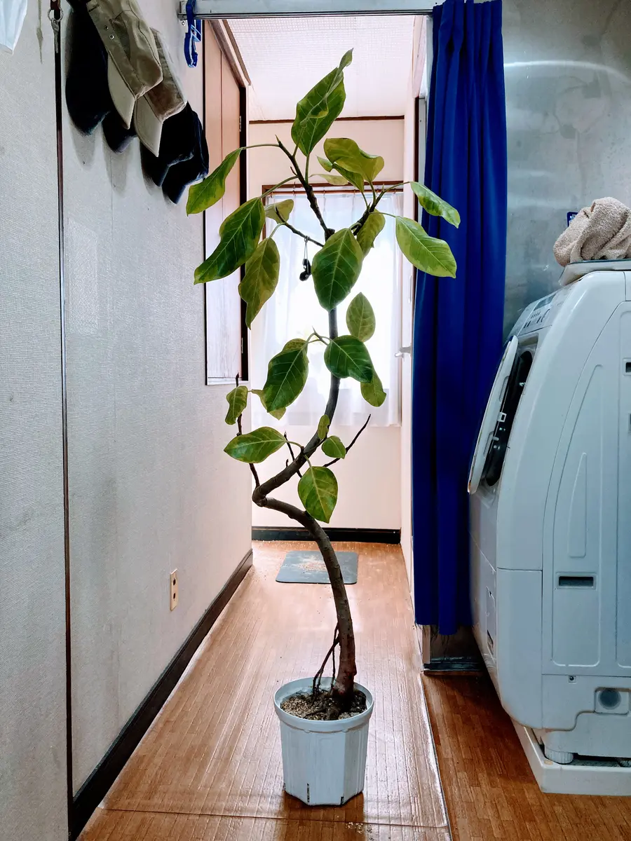 【希少】超大型 観葉植物 フィカス・アルテシマ ゴムの木 市川市お引取りオススメ 希少】超大型 観葉植物 フィカス・アルテシマ ゴムの木 市川市お引取り