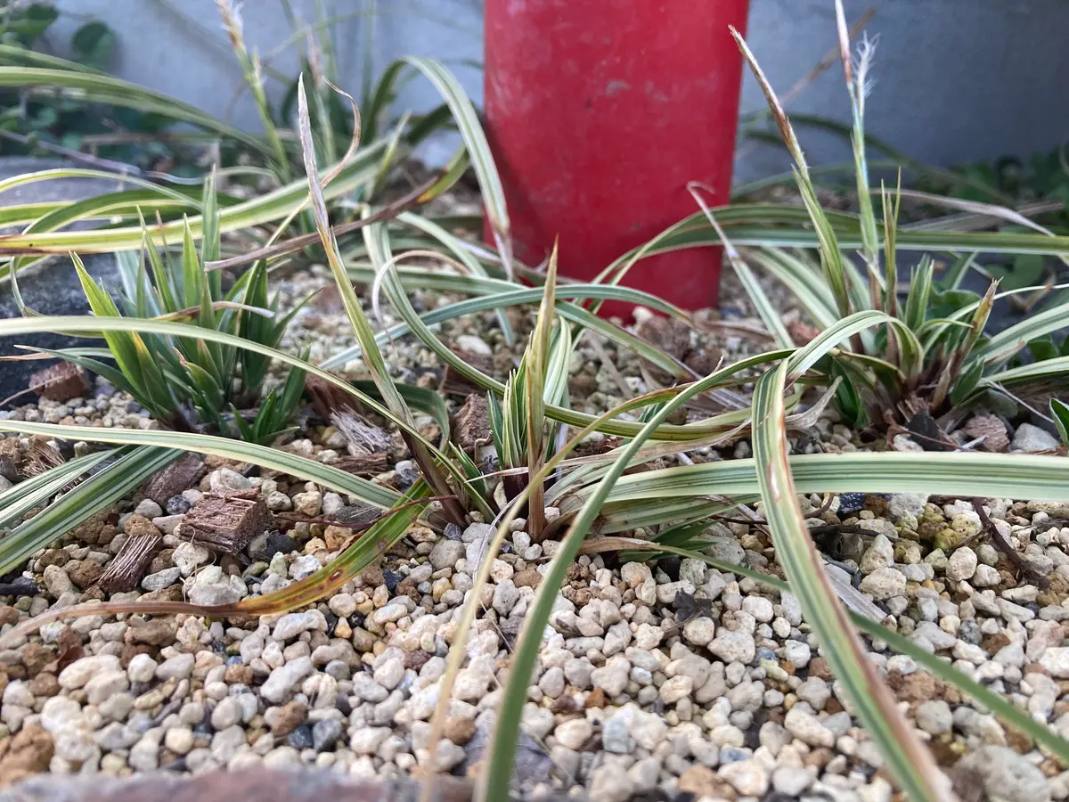 名前を教えてください。フリマアプリで、カレックス斑入り（品...｜園芸相談Q＆A｜みんなの趣味の園芸