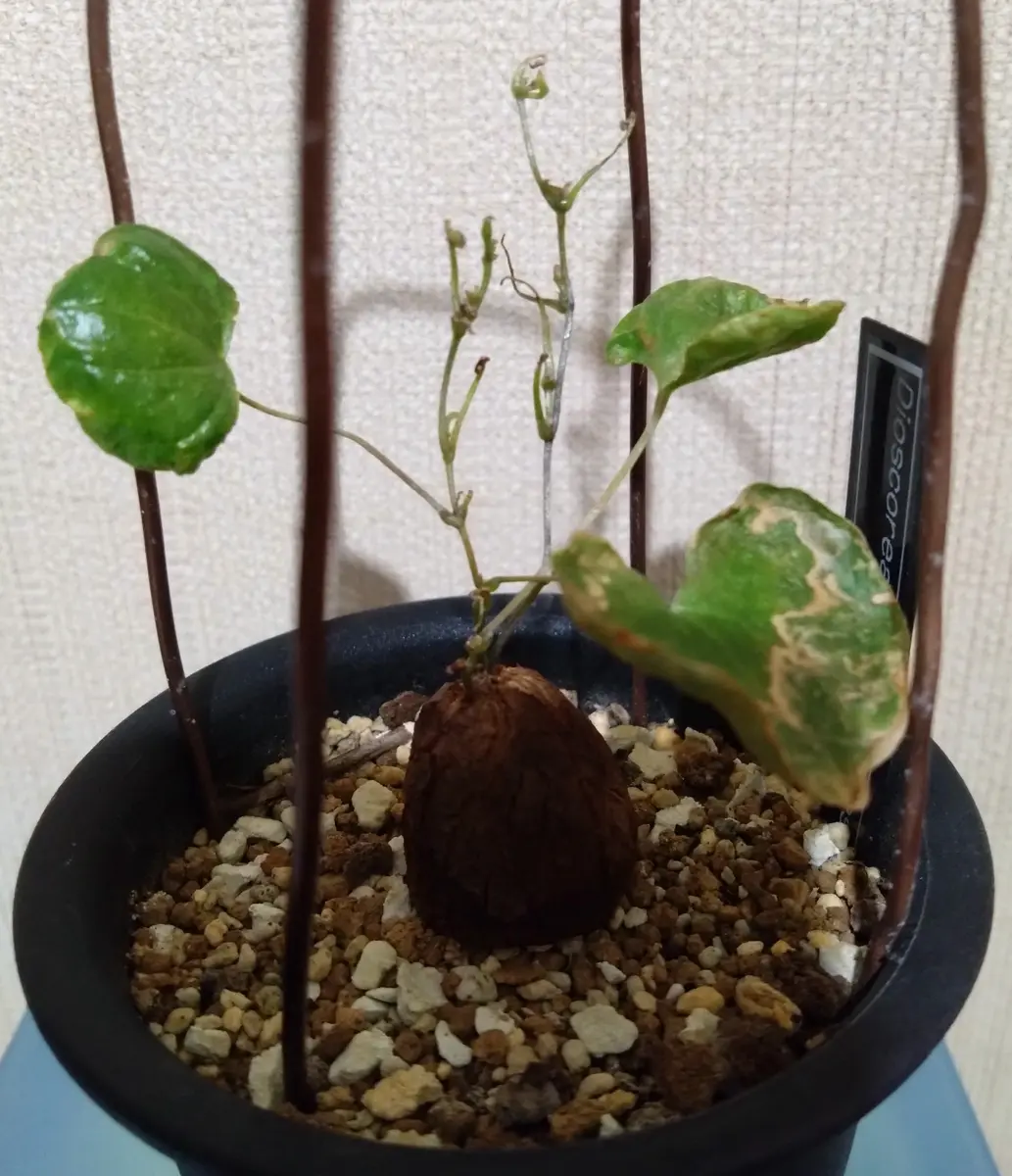 昨年3月に購入して育てている亀甲竜の調子が悪いようで困ってい