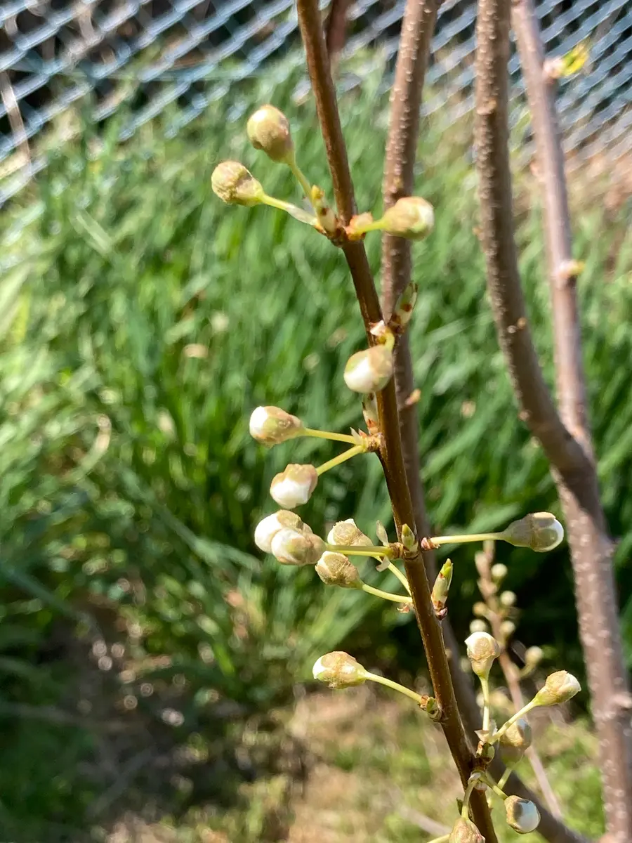 楽天市場】アーモンド の 木 15cmポット接木 苗 苗木 果樹 花木