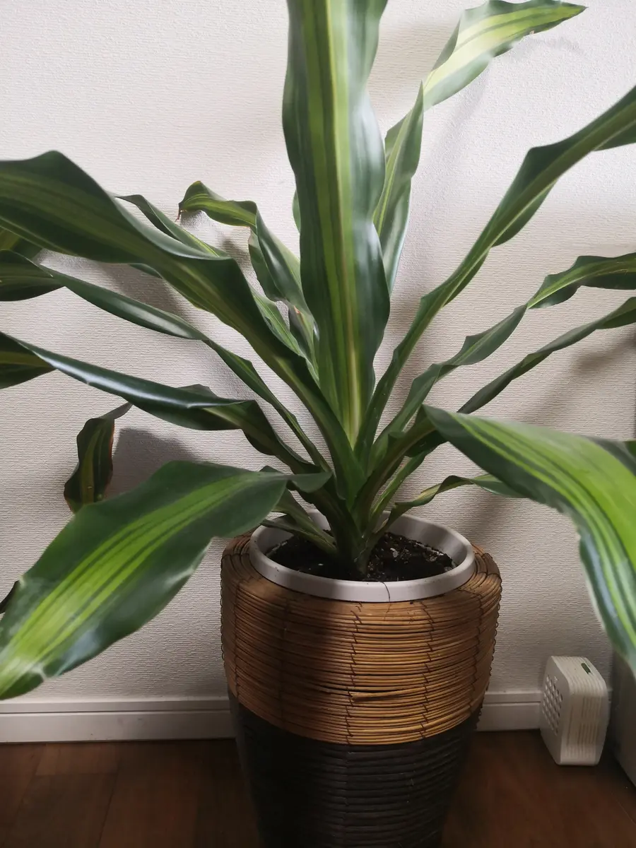 No.1【観葉植物】ドラセナ ドリーミー♥️発根済みカット苗約15cm No.11【観葉植物】ドラセナ ドリーミー♥️カット苗約15cm 仕掛ける