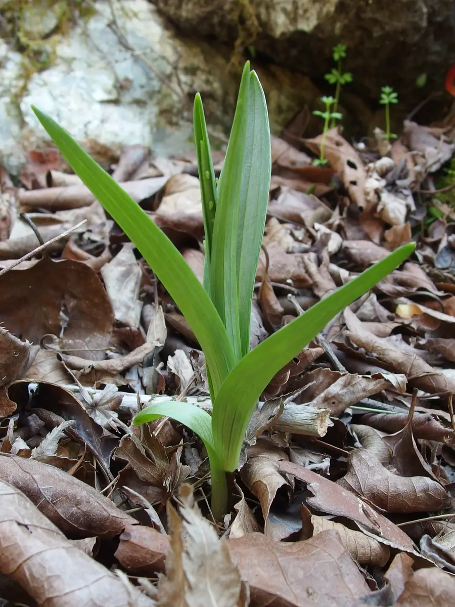 近所に生えてた葉っぱです 近所の低山に生えていました。この植物の名前を教えてください。｜園芸