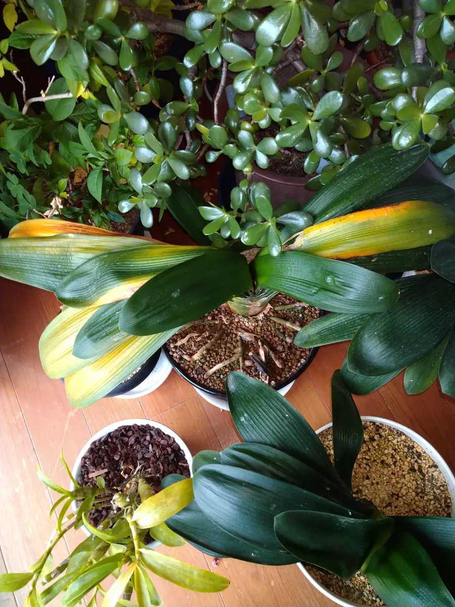 我が家の君子蘭まだ花芽があがって来ません。一鉢は葉が黄色く